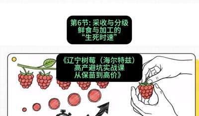 第六节： 采收与分级&mdash;&mdash;鲜食与加工的&ldquo;生死时速&rdquo;，课程：《辽宁树莓（海尔特兹）高产避坑实战课：从保苗到高价》