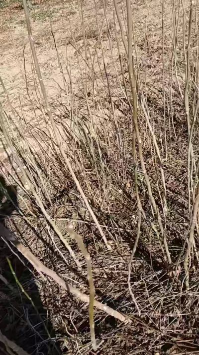 出售臭椿苗，巨峰葡萄苗。药用连翘苗，科研五号优质种苗，2/5年苗，药用连翘树，挂果树，全国包邮到家！财富密码18534302961