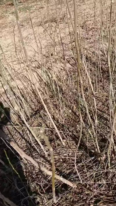 出售臭椿苗，巨峰葡萄苗。药用连翘苗，科研五号优质种苗，2/5年苗，药用连翘树，挂果树，全国包邮到家！财富密码18534302961