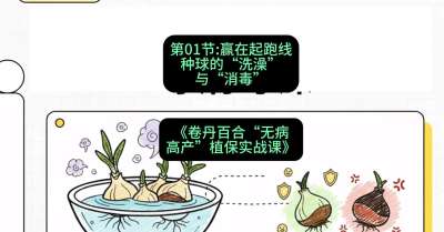 第01节：赢在起跑线&mdash;&mdash;种球的&ldquo;洗澡&rdquo;与&ldquo;消毒&rdquo;，课程：《卷丹百合&ldquo;无病高产&rdquo;植保实战课》#识农AI