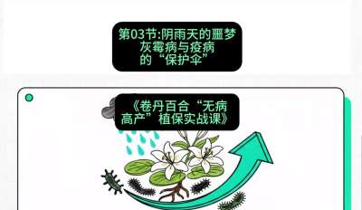 第03节：阴雨天的噩梦&mdash;&mdash;灰霉病与疫病的&ldquo;保护伞&rdquo;，课程：《卷丹百合&ldquo;无病高产&rdquo;植保实战课》#识农AI