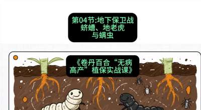 第04节：地下保卫战&mdash;&mdash;蛴螬、地老虎与螨虫 ，课程：《卷丹百合&ldquo;无病高产&rdquo;植保实战课》#识农AI