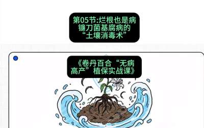 第05节：烂根也是病&mdash;&mdash;镰刀菌基腐病的&ldquo;土壤消毒术&rdquo; ，课程：《卷丹百合&ldquo;无病高产&rdquo;植保实战课》#识农AI