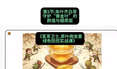 第05节：朱叶齐白茶&mdash;&mdash;守护&ldquo;黄金叶&rdquo;的颜值与蜡质层（重点），课程：《茗茶卫士&mdash;&mdash;茶叶病虫害绿色防控实战课》#识农AI