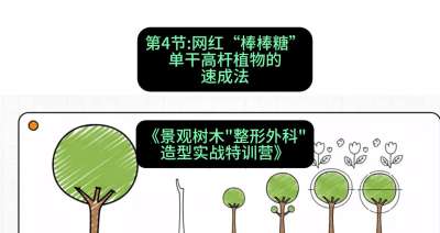 第04节：网红&ldquo;棒棒糖&rdquo;&mdash;&mdash;单干高杆植物的速成法，课程：《景观树木&ldquo;整形外科&rdquo;造型实战特训营》#识农AI