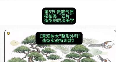第05节：贵族气质&mdash;&mdash;松柏类&ldquo;云片&rdquo;造型的层次美学，课程：《景观树木&ldquo;整形外科&rdquo;造型实战特训营》#识农AI