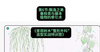第06节：飘逸之美&mdash;&mdash;垂枝类与藤本植物的牵引术，课程：《景观树木&ldquo;整形外科&rdquo;造型实战特训营》#识农AI