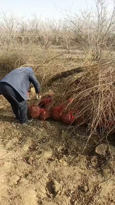 药用连翘树，科研种苗定制树。挂果树，高产树。需要联系18534302961