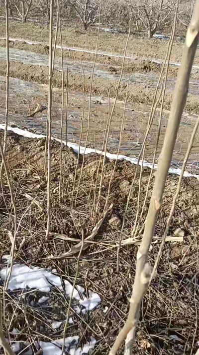 臭椿苗，一年苗，需要联系我，全国包邮到家。18534302961