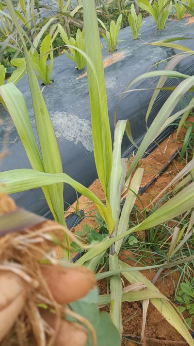 黑甘蔗种植下去，三个月。第一次追肥，