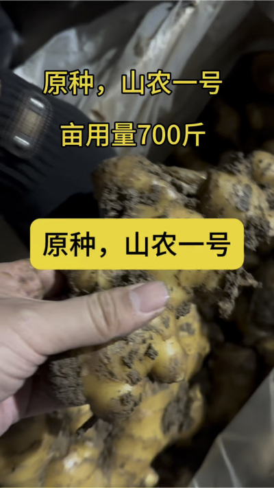 原种，山农一号
